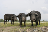 Domestic Pigs of Maliuc, Animals, Romania Photographic Print by Martin Zwick