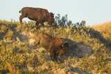 Bison Wildlife on Embankment, Theodore Roosevelt National Park, North Dakota, USA Photographic Print by Chuck Haney