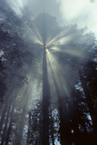 Sun, Smoke, Forest Fire, Sequoia and Kings Canyon National Park, California, USA Photographie par Gerry Reynolds