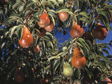 View of Williams Pear Orchard at Hood River Valley, Oregon, USA Photographic Print by Stuart Westmorland