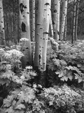 Aspen Trees and Cow Parsnip in White River National Forest, Colorado, USA Photographic Print by Adam Jones