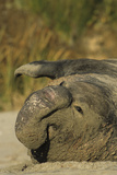 Northern Elephant Seal, Ano Nuevo State Park, California, USA Photographie par Gerry Reynolds