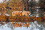 The Pigs of Maliuc, Animals, Danube Delta, Ramsar, Romania Photographic Print by Martin Zwick