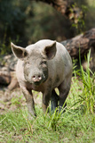 Domestic Pigs of Maliuc, Animals, Romania Photographic Print by Martin Zwick