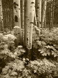 Aspen Trees and Cow Parsnip in White River National Forest, Colorado, USA Photographic Print by Adam Jones