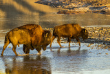 Bison Wildlife Crossing Little Missouri River, Theodore Roosevelt National Park, North Dakota, USA Photographic Print by Chuck Haney