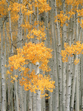 Aspen Grove, Fish Lake Plateau Near Fish Lake National Forest, Utah, USA Photographic Print by Scott T. Smith