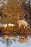 The Pigs of Maliuc, Animals, Danube Delta, Ramsar, Romania Photographic Print by Martin Zwick