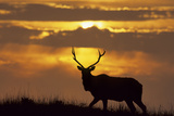Sunset, Tule Elk Wildlife, Point Reyes National Seashore, California, USA Photographie par Gerry Reynolds