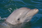 Dolphin in the Ocean, Roatan Island, Honduras Photographic Print by Keren Su