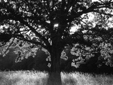 White Oak Tree, Great Smoky Mountains National Park, Cades Cove, Tennessee, USA Photographic Print by Adam Jones