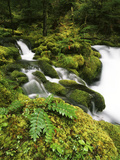 View of Waterfall and Old-Growth Forest, Mt Hood National Forest, Oregon, USA Photographic Print by Stuart Westmorland