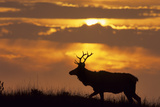 Sunset, Tule Elk Wildlife, Point Reyes National Seashore, California, USA Photographie par Gerry Reynolds
