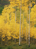 View of San Juan National Forest in Autumn, Colorado, USA Photographic Print by Stuart Westmorland