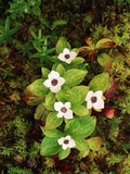 Pacific Dogwood Tree, Tongass National Forest, Southeast Alaska, USA Photographic Print by Stuart Westmorland
