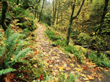 Autumn Bigleaf Maple Leaves, Columbia Gorge Scenic Area, Oregon, USA Photographic Print by Stuart Westmorland