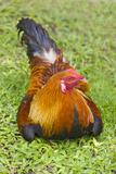 Rooster, Palau Fotografie-Druck von Keren Su