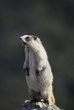 Marmot Wildlife, Denali National Park, Alaska, USA Photographic Print by Gerry Reynolds