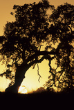 Oak Tree, Sunset, Pinnacles National Monument, California, USA Photographie par Gerry Reynolds