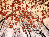 Red Maple and Autumn Sky Posters par Raymond Gehman