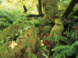 View of Hoh Rainforest, Olympic Peninsula, Olympic National Park, Washington State, USA Photographic Print by Michele Westmorland