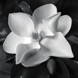 Magnolia Art by Debra Van Swearingen
