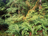 View of Hoh Rainforest, Olympic Peninsula, Olympic National Park, Washington State, USA Photographic Print by Michele Westmorland