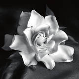 Gardenia Poster von Debra Van Swearingen
