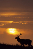 Sunset, Tule Elk Wildlife, Point Reyes National Seashore, California, USA Photographie par Gerry Reynolds