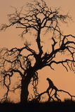 Oak Tree, Sunset, Pinnacles National Monument, California, USA Photographie par Gerry Reynolds