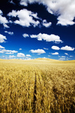 Golden Harvest Wheat, Palouse Country, Washington, USA Photographic Print by Terry Eggers