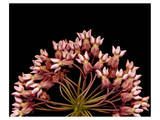Milkweed Blossoms Reproduction procédé giclée Premium
