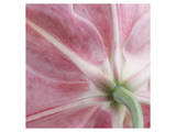 Lily Stargazer 2 Square Premium Giclee Print by Danny Burk