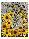 Wildflowers black eyed Susans Queen Ann Lace Premium Giclee Print
