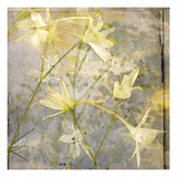 Cloud Larkspur 1 Photographic Print by Thea Schrack