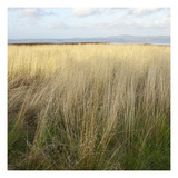 Willapa Bay 1 Photographic Print by Paul Edmondson
