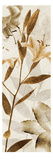 Ambre Antique II Prints by Thea Schrack
