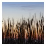 Grass Abstract 2 Photographic Print by Paul Edmondson