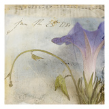 Morning Glory 1 Photographic Print by Thea Schrack