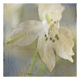 White Flower 2 Photographic Print by Thea Schrack