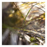 Grass Study 4 Photographic Print by Paul Edmondson