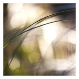 Grass Study 1 Photographic Print by Paul Edmondson