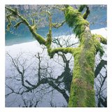 85332 Photographic Print by Paul Edmondson