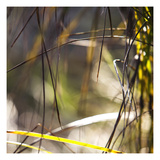 Grass Study 3 Photographic Print by Paul Edmondson