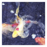 Koi 3 Photographic Print by Thea Schrack