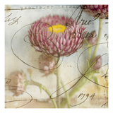 Purple Strawflower 1 Photographic Print by Thea Schrack