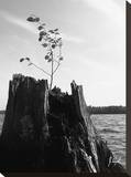 Water Tree II Stretched Canvas Print by Justin Lloyd