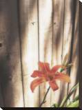 Orange Lily Stretched Canvas Print by Justin Lloyd