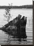 Water Tree I Stretched Canvas Print by Justin Lloyd
