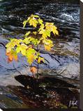 Strong Current Stretched Canvas Print by Justin Lloyd